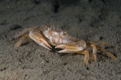 Harbour crab on a muck dive.
Scotland. D200, 60mm. by Derek Haslam 